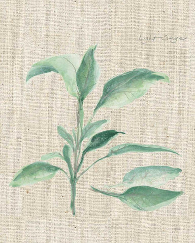 Sage II on Burlap White Modern Wood Framed Art Print with Double Matting by Paschke, Chris