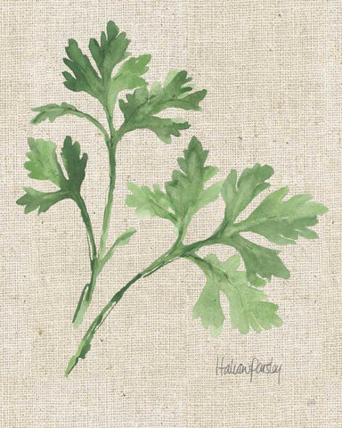 Italian Parsley v2 on Burlap White Modern Wood Framed Art Print with Double Matting by Paschke, Chris