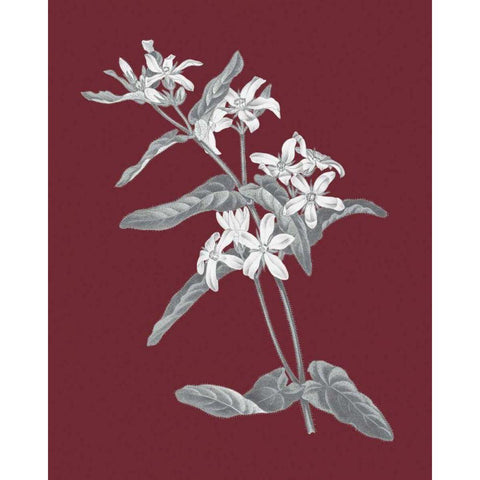 Pomegranate Botanical IV White Modern Wood Framed Art Print by Wild Apple Portfolio