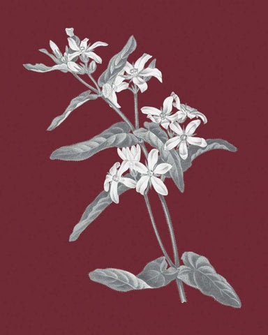 Pomegranate Botanical IV Black Ornate Wood Framed Art Print with Double Matting by Wild Apple Portfolio