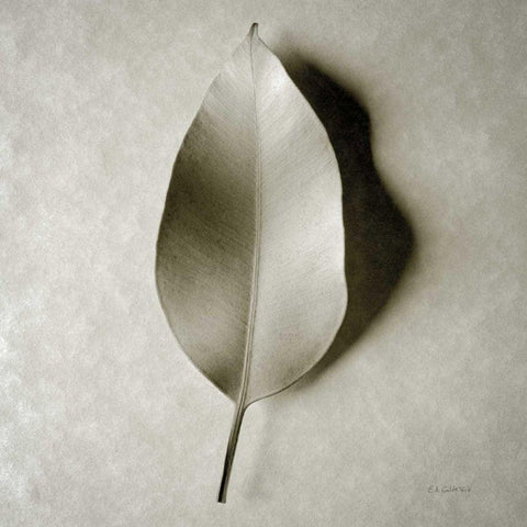 One Leaf Black Modern Wood Framed Art Print with Double Matting by Goldstein, Ed