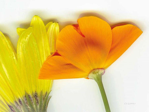 Flower Friends White Modern Wood Framed Art Print with Double Matting by Goldstein, Ed