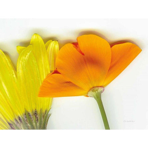 Flower Friends Gold Ornate Wood Framed Art Print with Double Matting by Goldstein, Ed