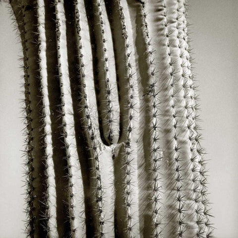 Cactus Star White Modern Wood Framed Art Print by Goldstein, Ed