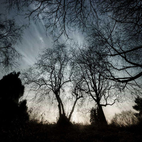 Looking Up Black Ornate Wood Framed Art Print with Double Matting by Eichman, Andre