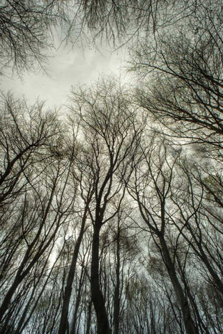 Light through the Trees Black Ornate Wood Framed Art Print with Double Matting by Eichman, Andre