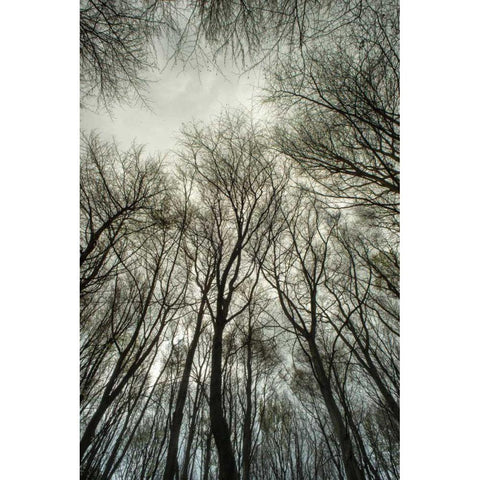 Light through the Trees Gold Ornate Wood Framed Art Print with Double Matting by Eichman, Andre