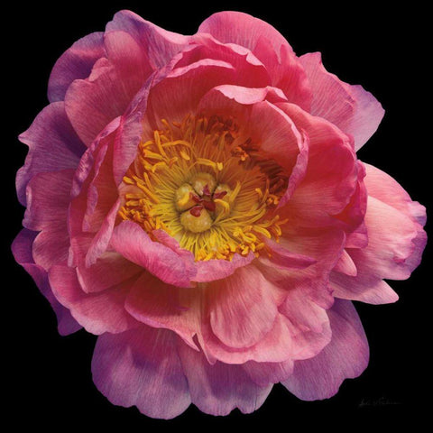 Floral Majesty II Black Ornate Wood Framed Art Print with Double Matting by Eichman, Andre