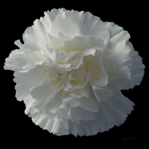 Floral Majesty III Black Modern Wood Framed Art Print by Eichman, Andre