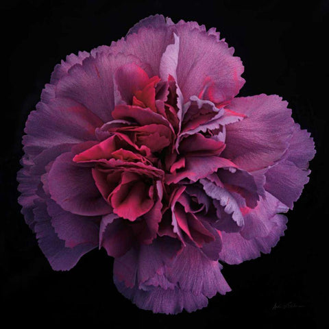 Floral Majesty IV Black Modern Wood Framed Art Print with Double Matting by Eichman, Andre