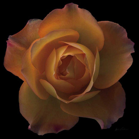 Floral Majesty V White Modern Wood Framed Art Print by Eichman, Andre