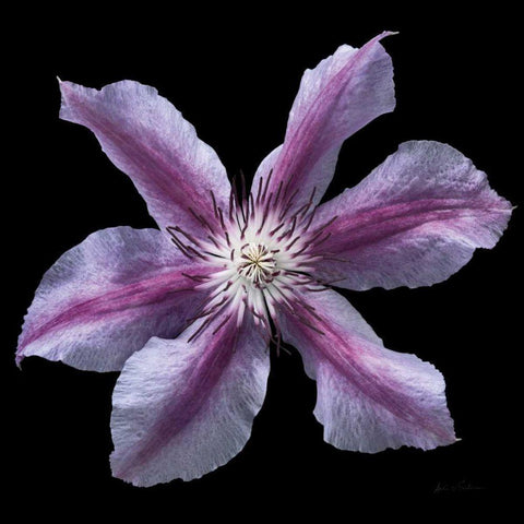 Floral Majesty VI Black Modern Wood Framed Art Print by Eichman, Andre