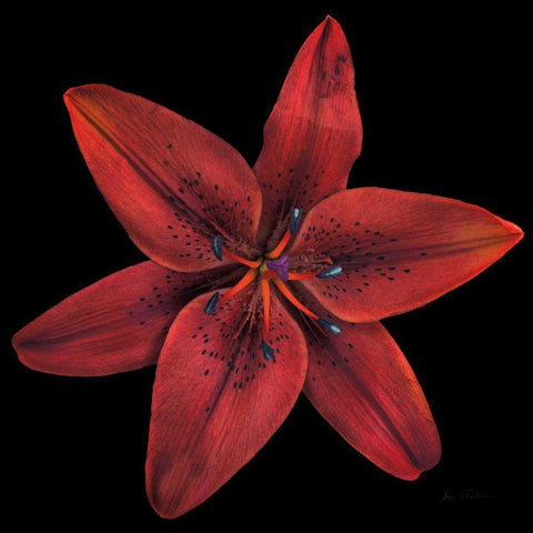 Floral Majesty VIII White Modern Wood Framed Art Print by Eichman, Andre