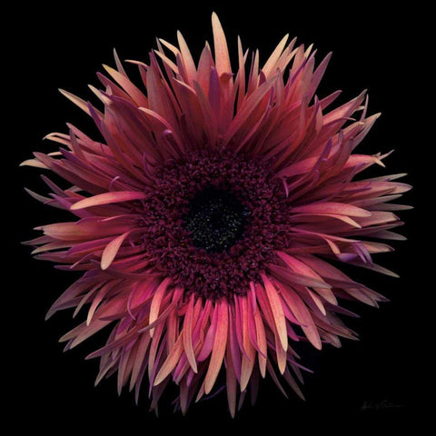 Floral Majesty IX White Modern Wood Framed Art Print by Eichman, Andre