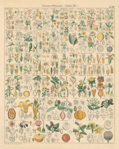 Flora Chart I Black Ornate Wood Framed Art Print with Double Matting by Wild Apple Portfolio