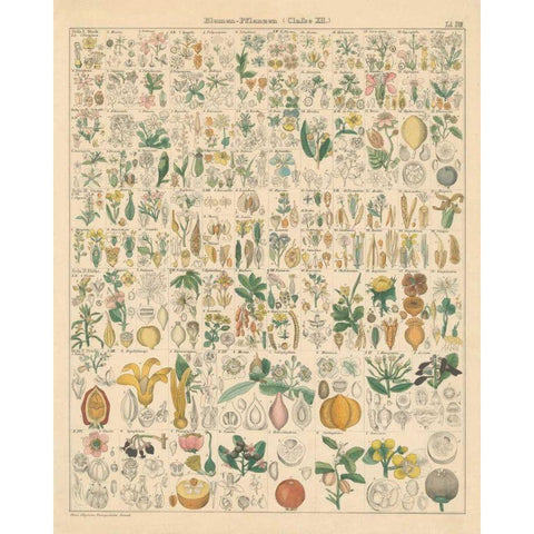 Flora Chart I Gold Ornate Wood Framed Art Print with Double Matting by Wild Apple Portfolio