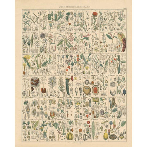 Flora Chart II Gold Ornate Wood Framed Art Print with Double Matting by Wild Apple Portfolio