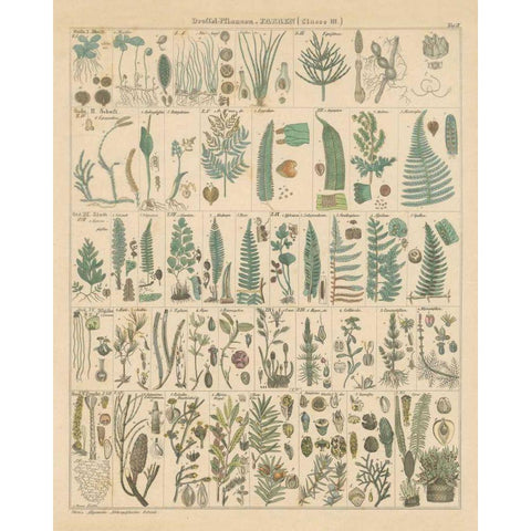 Fern Chart Black Modern Wood Framed Art Print with Double Matting by Wild Apple Portfolio