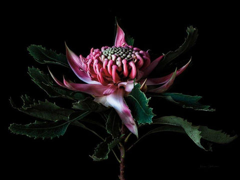 Salmon Waratah I Black Ornate Wood Framed Art Print with Double Matting by Catterall, Elise