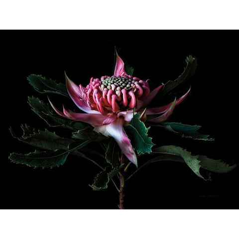 Salmon Waratah I Black Modern Wood Framed Art Print by Catterall, Elise