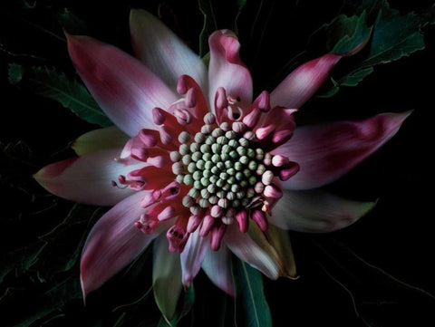 Salmon Waratah II Black Ornate Wood Framed Art Print with Double Matting by Catterall, Elise