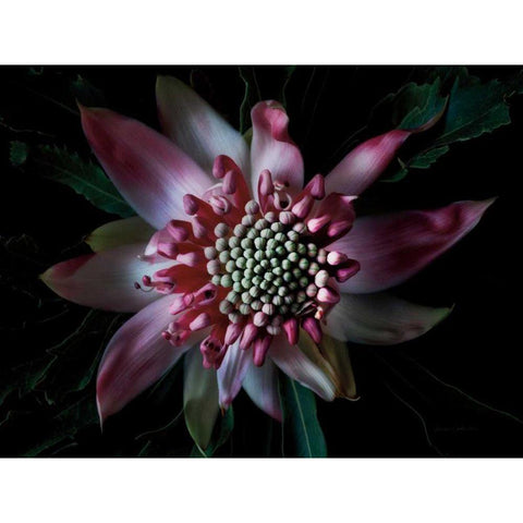 Salmon Waratah II Black Modern Wood Framed Art Print with Double Matting by Catterall, Elise