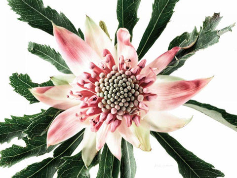 Salmon Waratah III Black Ornate Wood Framed Art Print with Double Matting by Catterall, Elise