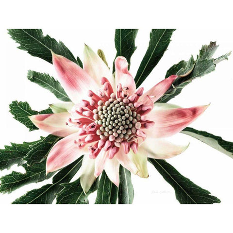 Salmon Waratah III Black Modern Wood Framed Art Print with Double Matting by Catterall, Elise