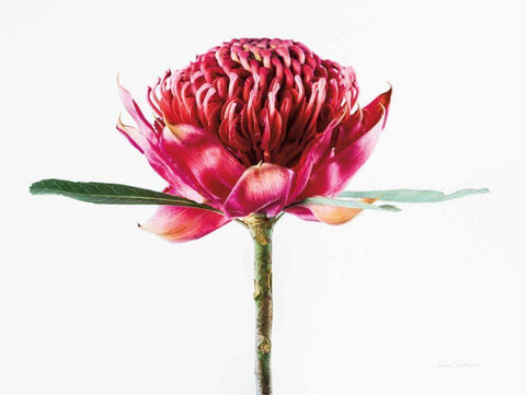 Waratah Flower Black Ornate Wood Framed Art Print with Double Matting by Catterall, Elise