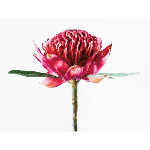 Waratah Flower White Modern Wood Framed Art Print by Catterall, Elise