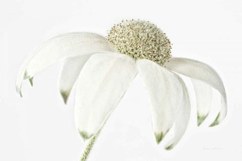 Flannel Flower Black Ornate Wood Framed Art Print with Double Matting by Catterall, Elise