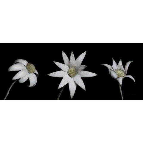 Flannel Flower Trio White Modern Wood Framed Art Print by Catterall, Elise