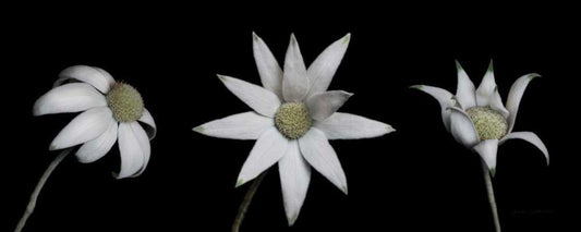 Image Only