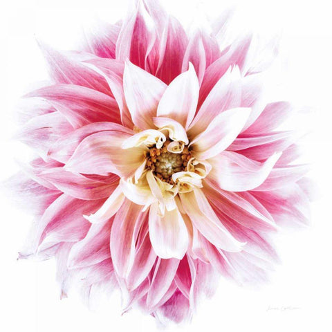 Pink Dahlia Gold Ornate Wood Framed Art Print with Double Matting by Catterall, Elise