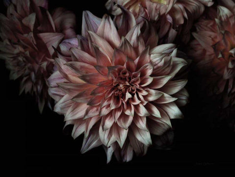 Peach Dahlias White Modern Wood Framed Art Print with Double Matting by Catterall, Elise