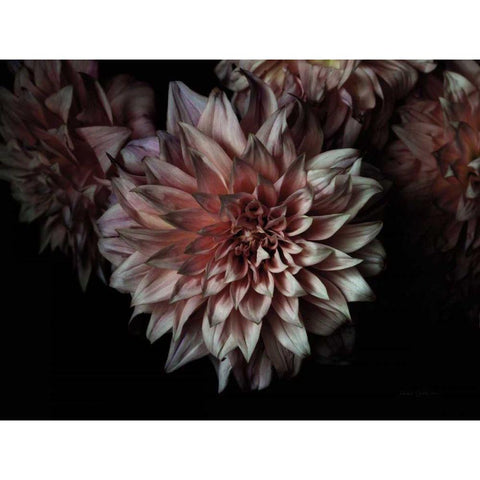 Peach Dahlias Black Modern Wood Framed Art Print with Double Matting by Catterall, Elise