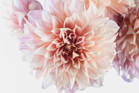 Peach Dahlias Light Black Ornate Wood Framed Art Print with Double Matting by Catterall, Elise