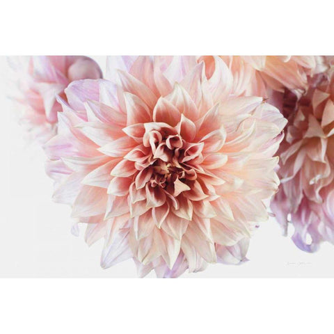 Peach Dahlias Light White Modern Wood Framed Art Print by Catterall, Elise