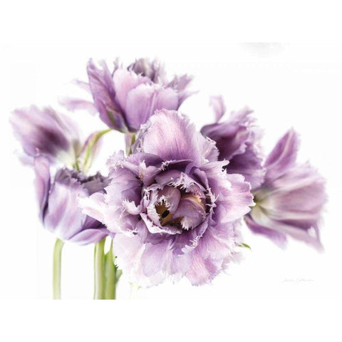Purple Fringed Tulips I White Modern Wood Framed Art Print by Catterall, Elise