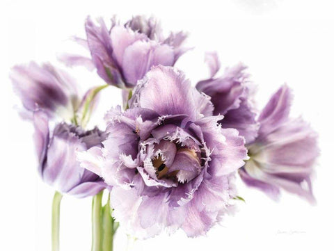 Purple Fringed Tulips I White Modern Wood Framed Art Print with Double Matting by Catterall, Elise