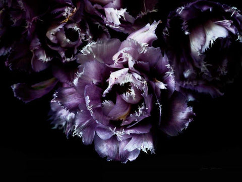 Purple Fringed Tulips II White Modern Wood Framed Art Print with Double Matting by Catterall, Elise