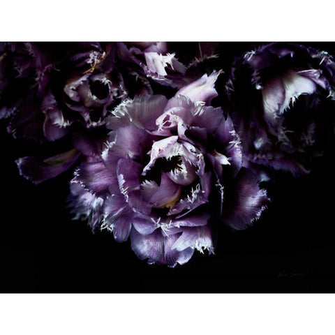 Purple Fringed Tulips II Black Modern Wood Framed Art Print by Catterall, Elise