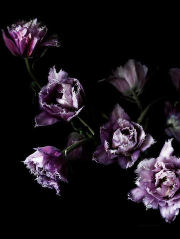 Purple Fringed Tulips III Black Ornate Wood Framed Art Print with Double Matting by Catterall, Elise