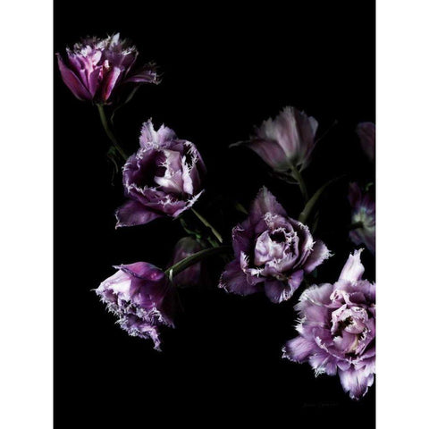 Purple Fringed Tulips III Black Modern Wood Framed Art Print by Catterall, Elise