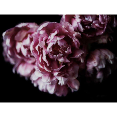 Pink Double Tulips Black Modern Wood Framed Art Print with Double Matting by Catterall, Elise