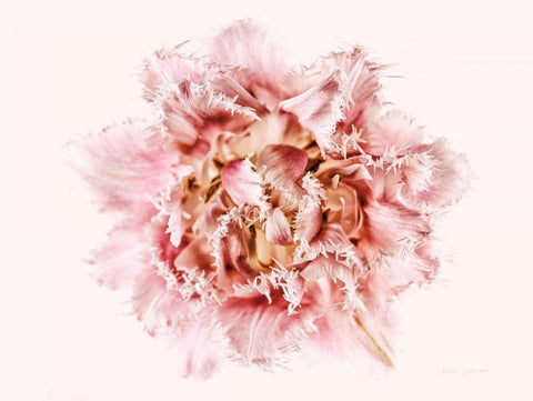 Pink Fringed Tulip Black Ornate Wood Framed Art Print with Double Matting by Catterall, Elise