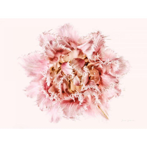 Pink Fringed Tulip Black Modern Wood Framed Art Print by Catterall, Elise