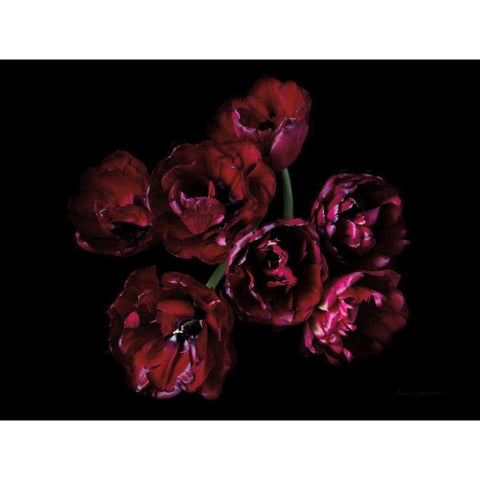 Red Double Tulips Black Modern Wood Framed Art Print by Catterall, Elise
