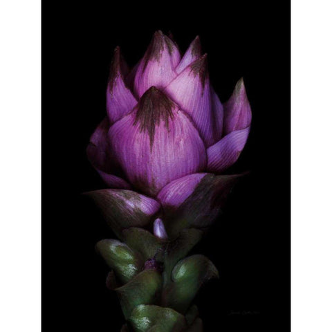 Siam Tulip Gold Ornate Wood Framed Art Print with Double Matting by Catterall, Elise