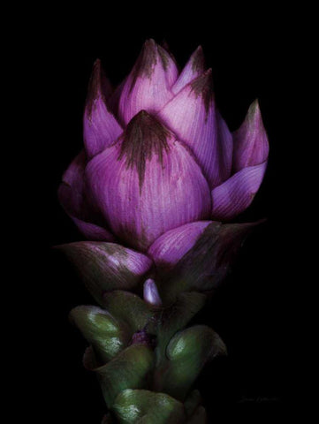Siam Tulip White Modern Wood Framed Art Print with Double Matting by Catterall, Elise